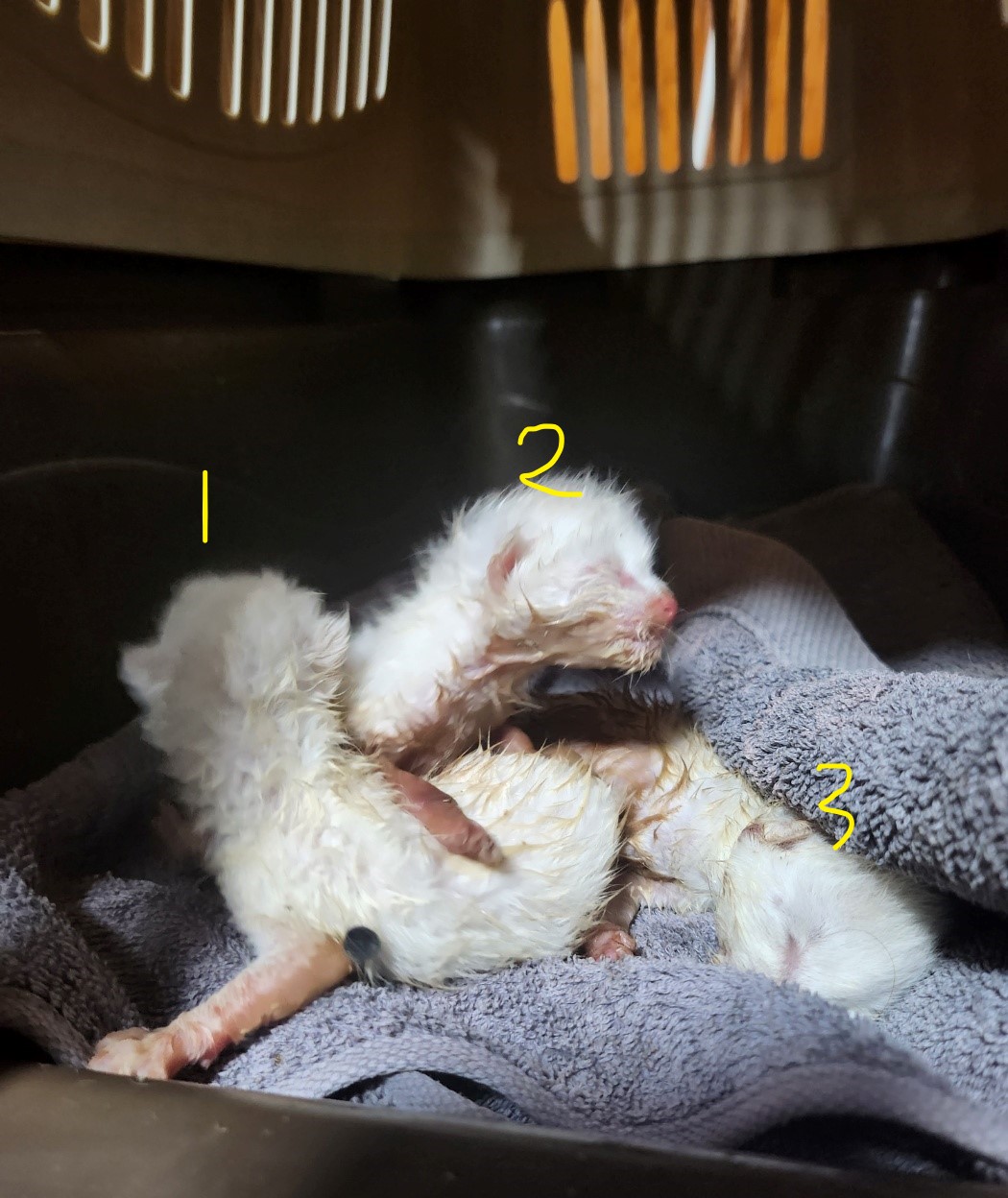 울산유기동물보호센터_431369202300445